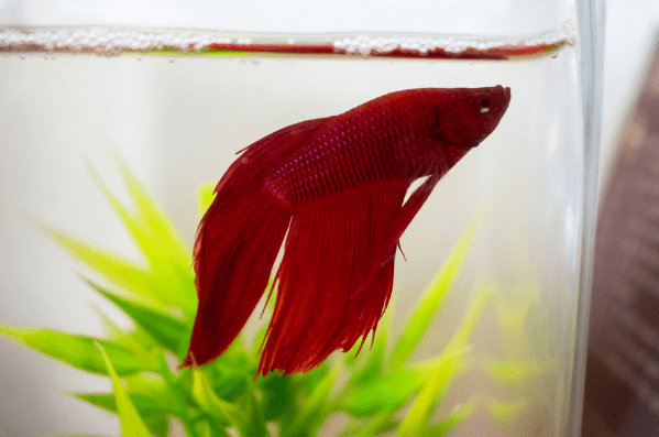 fish